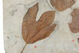 Six Fossil Leaves (Zizyphoides, Davidia and Macginitiea) - Montana #188740-3